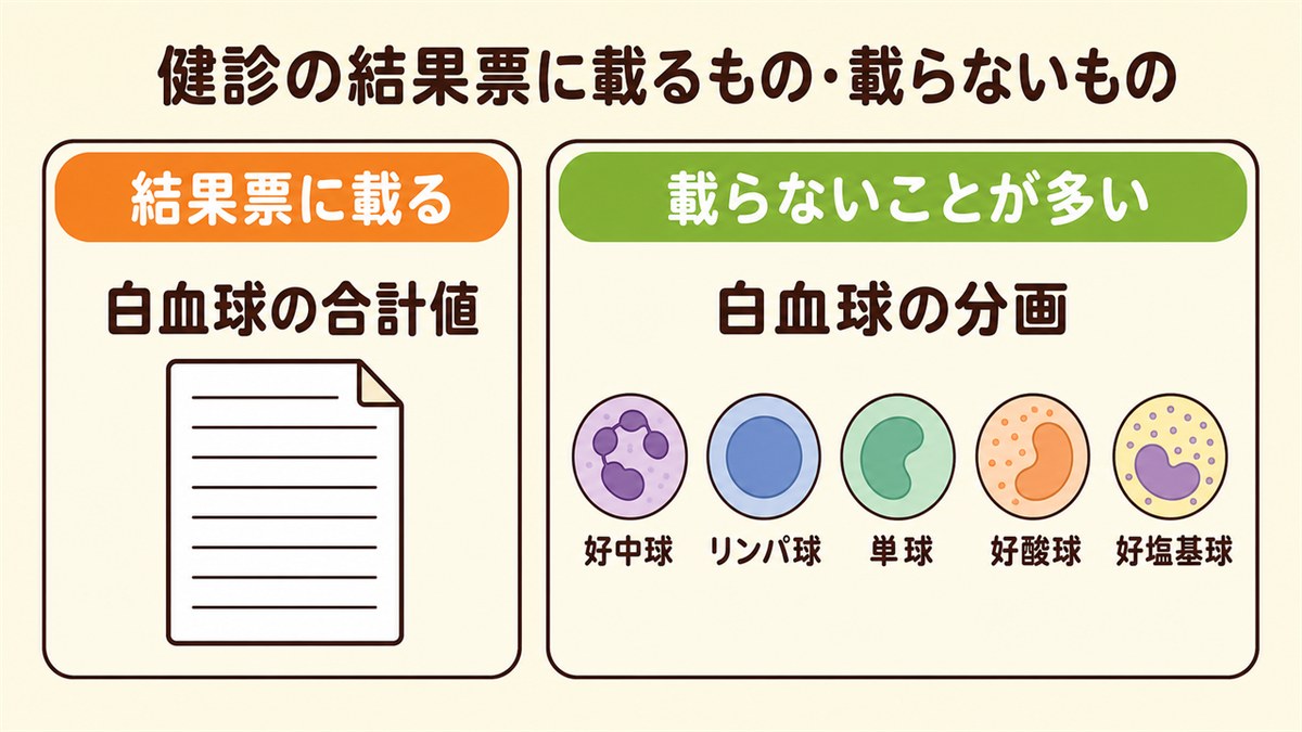 健診の結果票に載る白血球の合計値と載らないことが多い分画