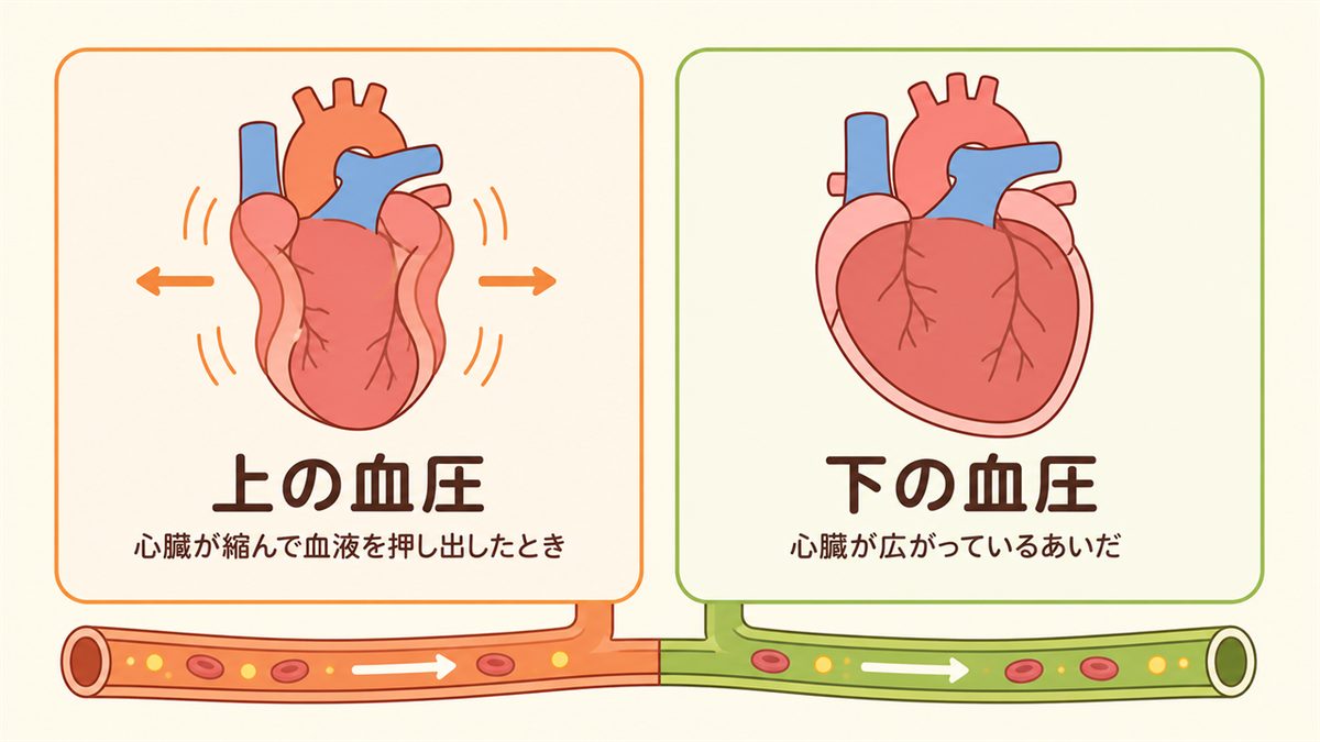 上の血圧と下の血圧の違い（心臓が縮むときと広がるとき）