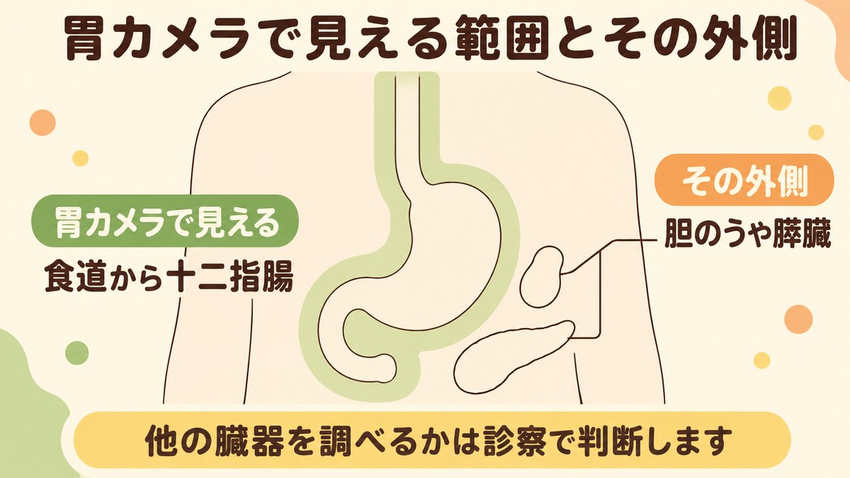 胃カメラで見える範囲が食道から十二指腸までで、胆のうや膵臓はその外側にあることを示した図