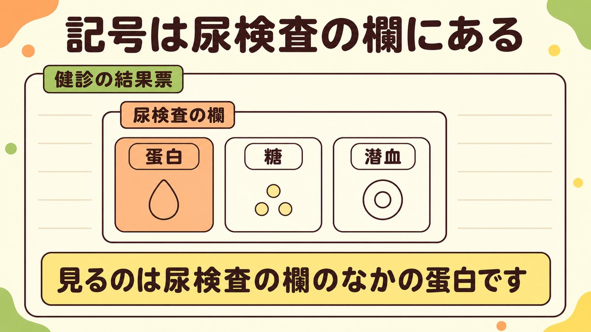 健診の結果票のなかに尿検査の欄があり、その中に蛋白・糖・潜血の3項目が並ぶことを示した図。見るのは尿検査の欄の蛋白