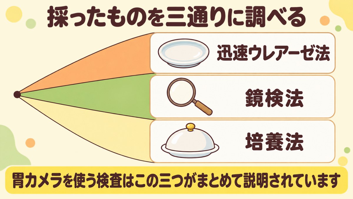 胃カメラで採ったものを調べる検査には迅速ウレアーゼ法・鏡検法・培養法の3通りがあることを、1点から3方向へ広がる扇形で示した図
