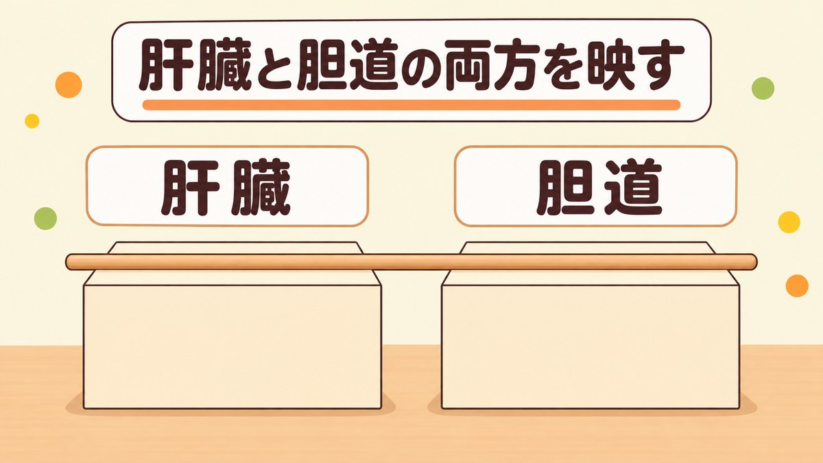 γ-GTPとは？肝臓と胆道のどちらの状態も映す酵素