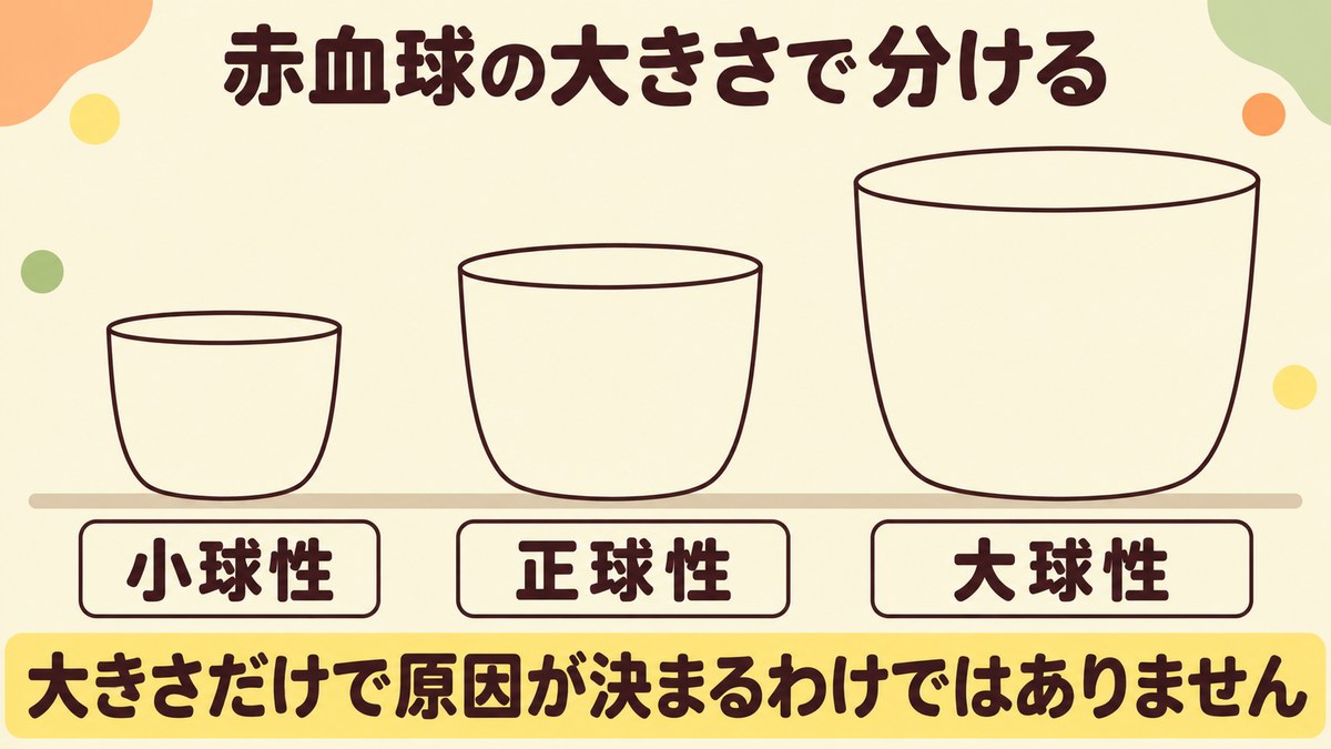 赤血球の大きさで貧血が小球性と正球性と大球性に分かれることを、同じ形で大きさの違う器で示した図