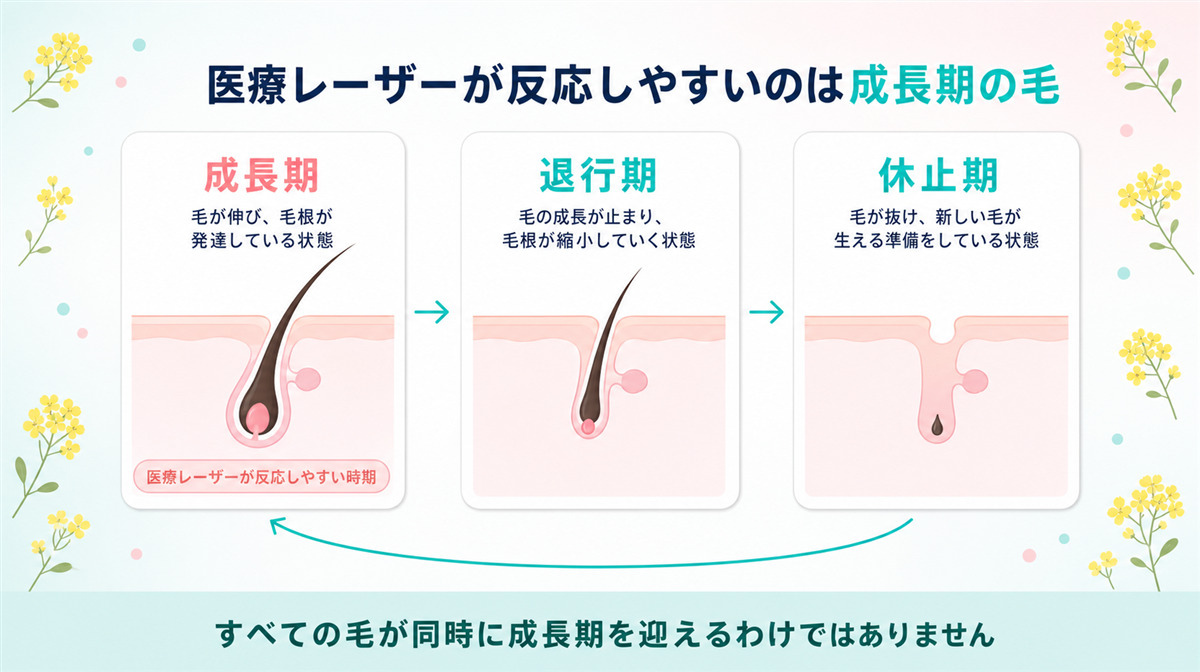 毛周期と医療レーザーが反応しやすい時期