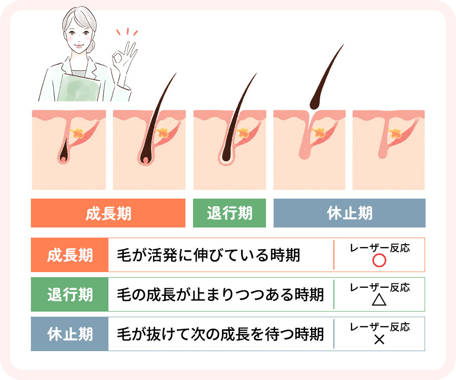 毛周期と脱毛に最適の期間まとめ